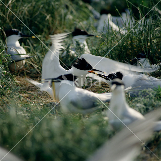 Grote Stern (Sterna sandvicensis)