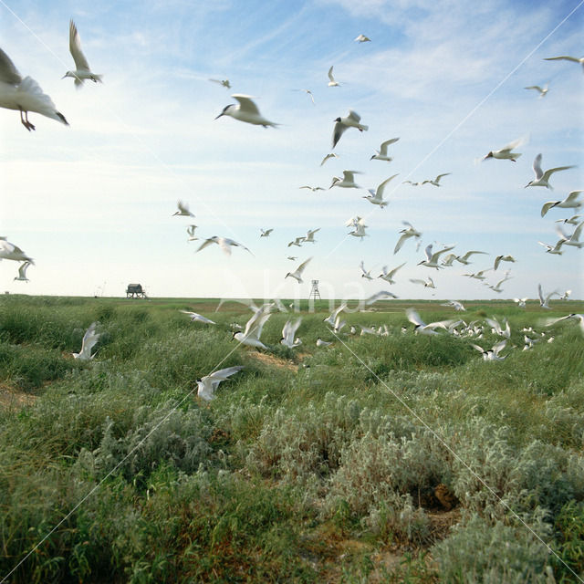 Sandwich Tern (Sterna sandvicensis)