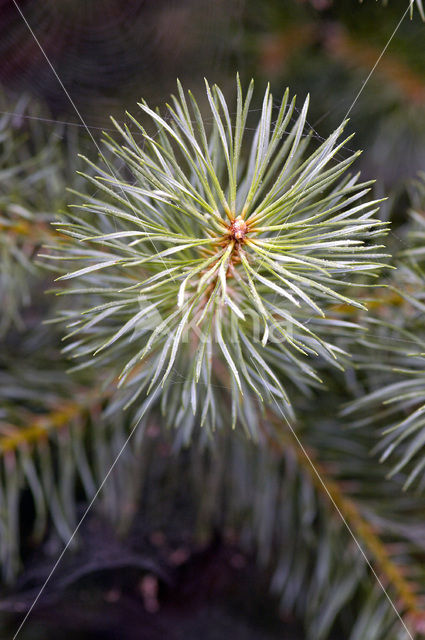 Grove den (Pinus sylvestris)