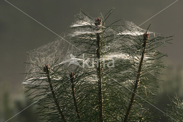 Grove den (Pinus sylvestris)