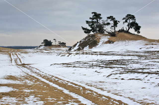 Grove den (Pinus sylvestris)