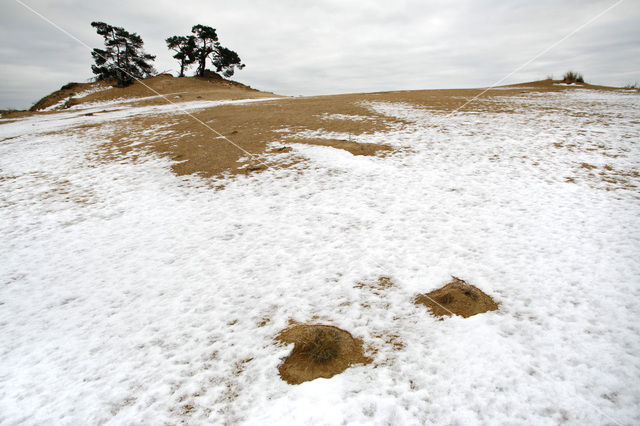 Grove den (Pinus sylvestris)