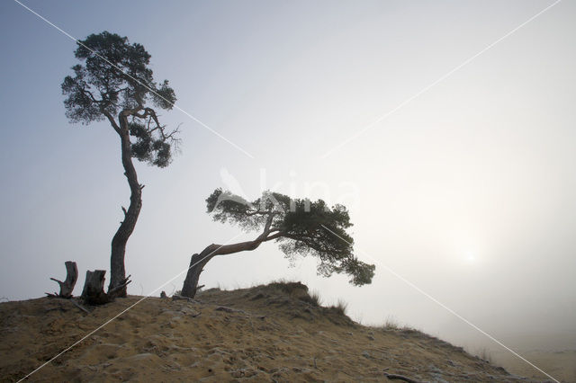 Grove den (Pinus sylvestris)