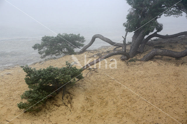 Grove den (Pinus sylvestris)