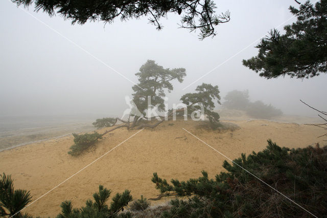 Grove den (Pinus sylvestris)