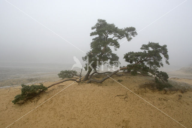 Grove den (Pinus sylvestris)