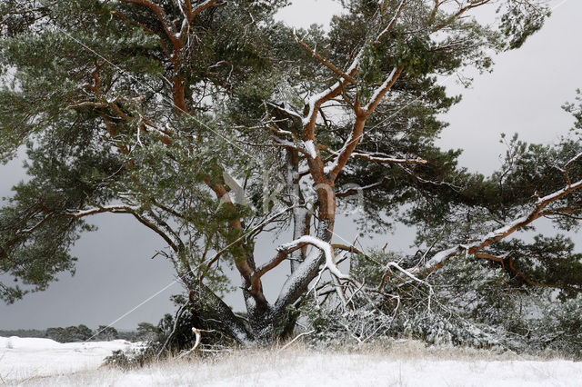 Grove den (Pinus sylvestris)