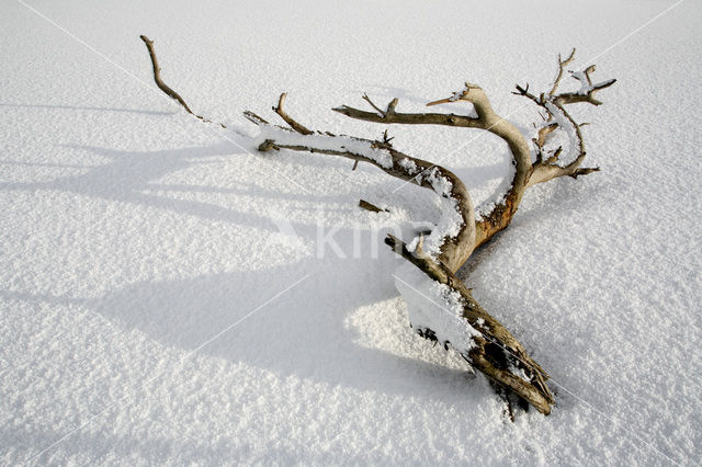 Grove den (Pinus sylvestris)