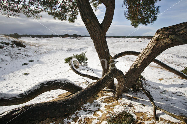 Grove den (Pinus sylvestris)