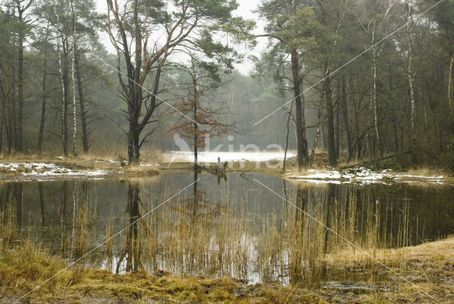 Grove den (Pinus sylvestris)