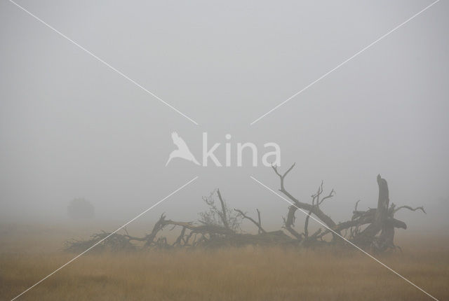 Grove den (Pinus sylvestris)