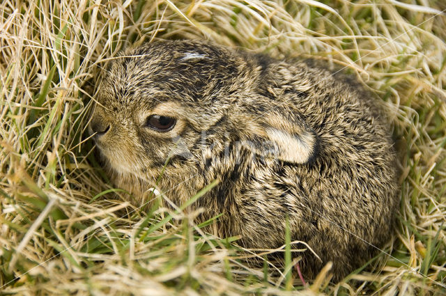 Haas (Lepus europaeus)