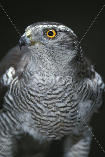 Havik (Accipiter gentilis)