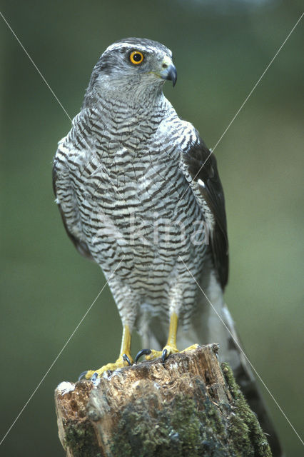 Havik (Accipiter gentilis)