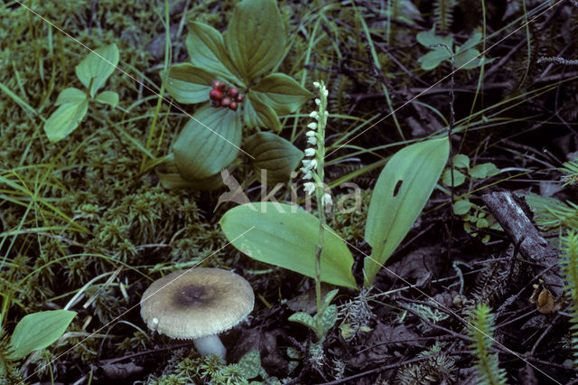 Herfstschroeforchis (Spiranthes spiralis)