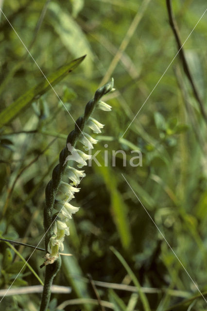 Herfstschroeforchis (Spiranthes spiralis)