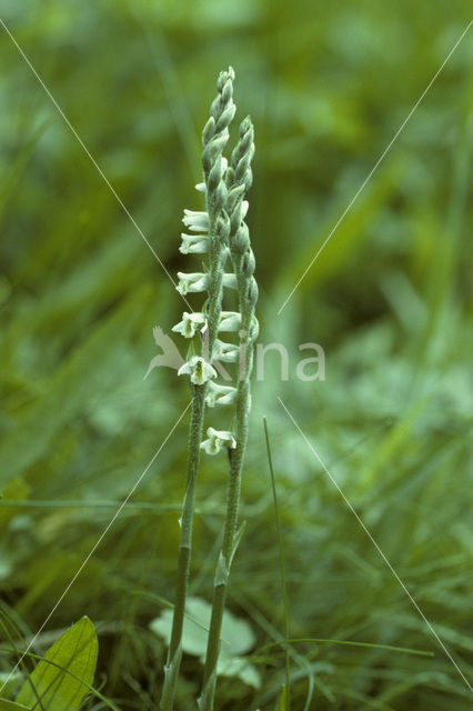 Herfstschroeforchis (Spiranthes spiralis)