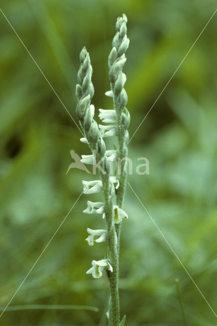 Herfstschroeforchis (Spiranthes spiralis)