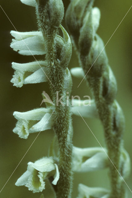 Herfstschroeforchis (Spiranthes spiralis)