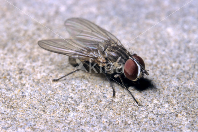 Herfstvlieg (Musca autumnalis)