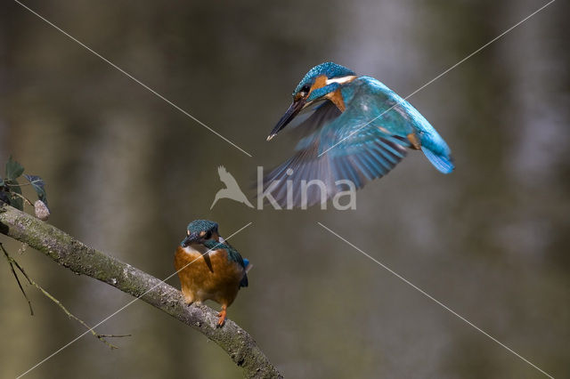 IJsvogel (Alcedo atthis)