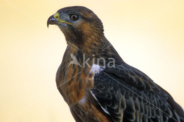 Jakhalsbuizerd (Buteo rufofuscus)