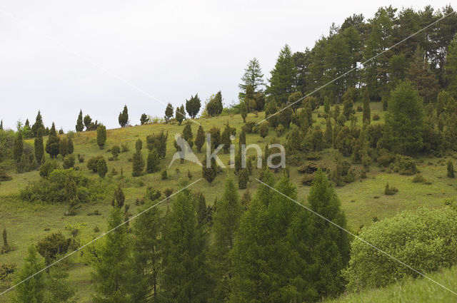 Jeneverbes (Juniperus communis)