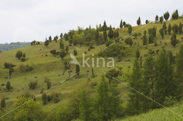 Jeneverbes (Juniperus communis)