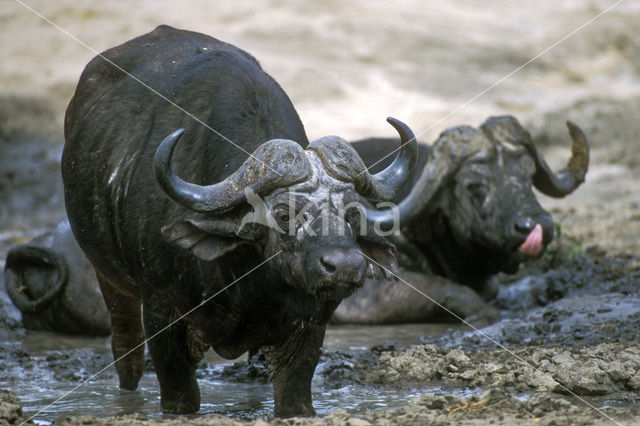 Kaapse buffel (Syncerus caffer)