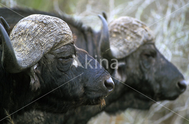 Kaapse buffel (Syncerus caffer)