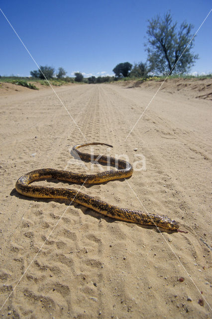 Kaapse Cobra (Naja nivea)