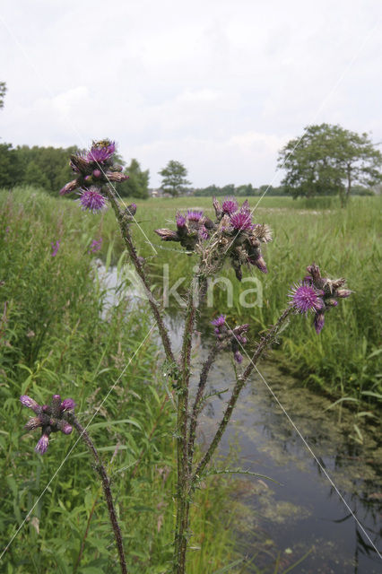 Kale jonker (Cirsium palustre)