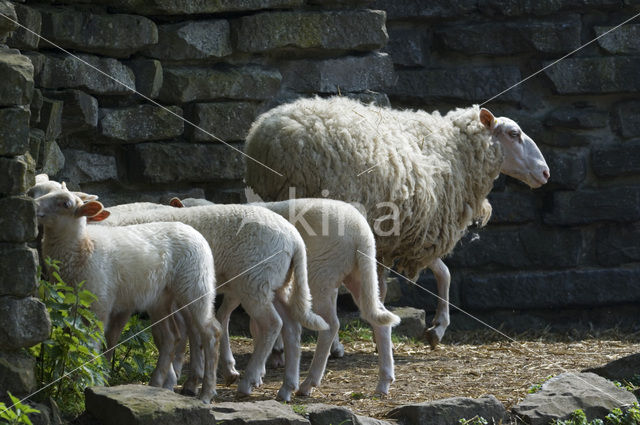 Kempens schaap (Ovis domesticus)