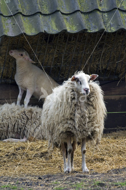 Kempens schaap (Ovis domesticus)