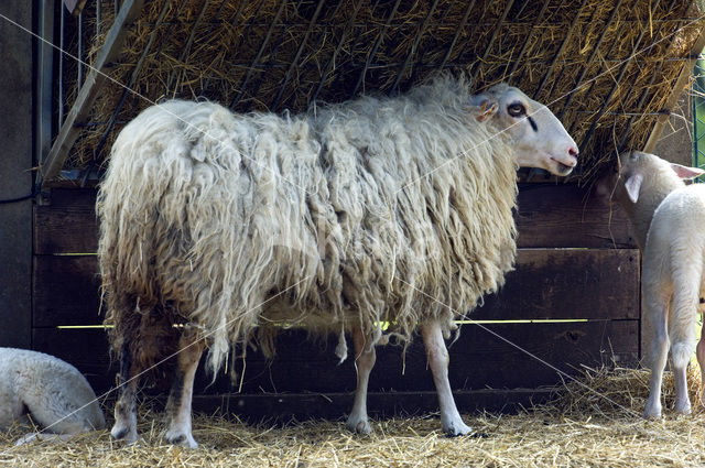 Kempens schaap (Ovis domesticus)