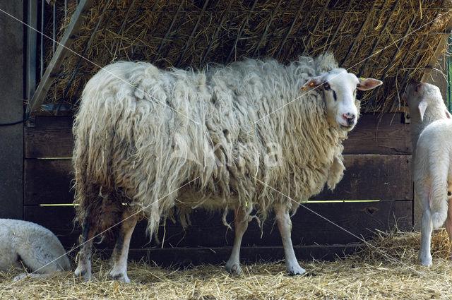 Kempens schaap (Ovis domesticus)