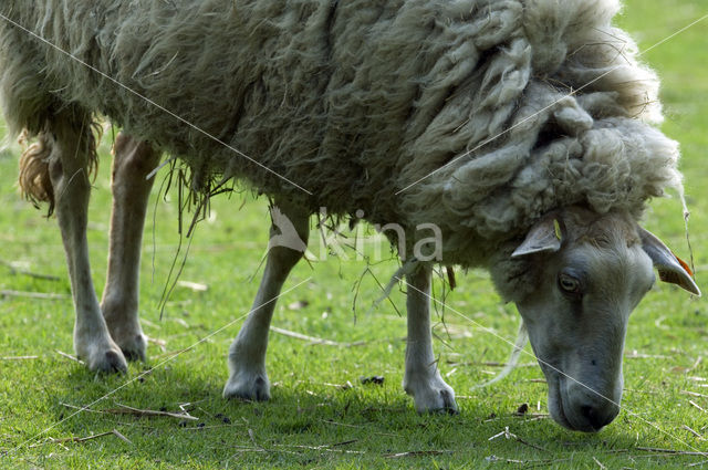 Kempens schaap (Ovis domesticus)