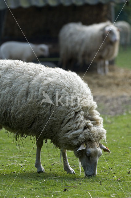 Kempens schaap (Ovis domesticus)