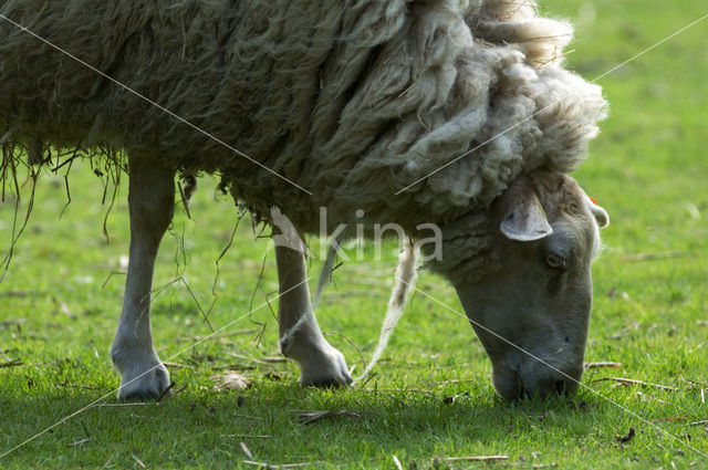 Kempens schaap (Ovis domesticus)