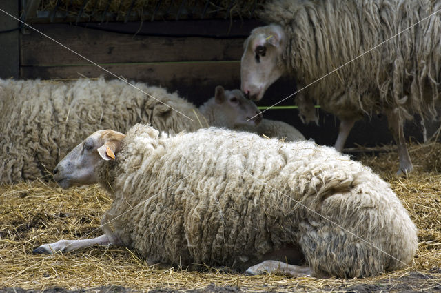 Kempens schaap (Ovis domesticus)