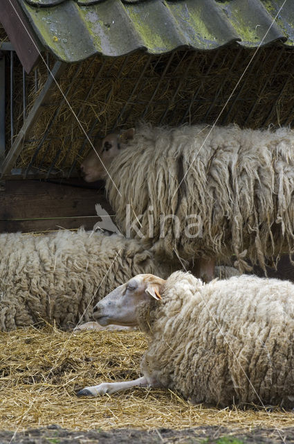 Kempens schaap (Ovis domesticus)