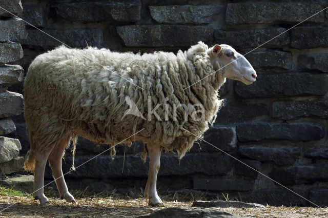 Kempens schaap (Ovis domesticus)