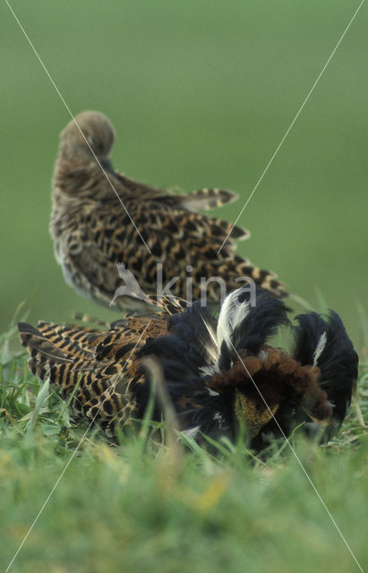 Kemphaan (Philomachus pugnax)