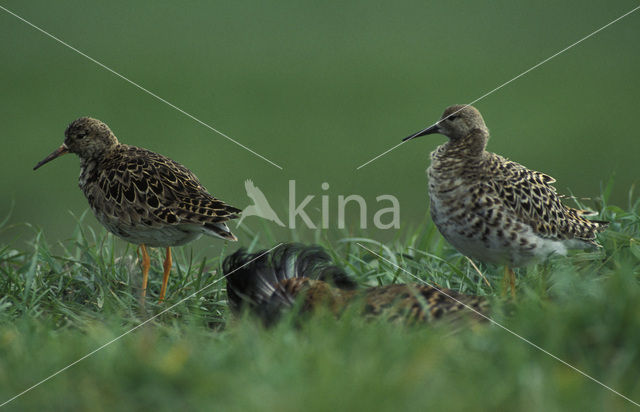 Kemphaan (Philomachus pugnax)