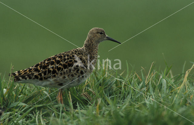 Kemphaan (Philomachus pugnax)