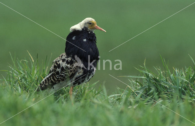 Kemphaan (Philomachus pugnax)