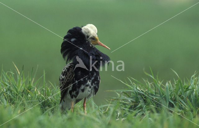 Kemphaan (Philomachus pugnax)