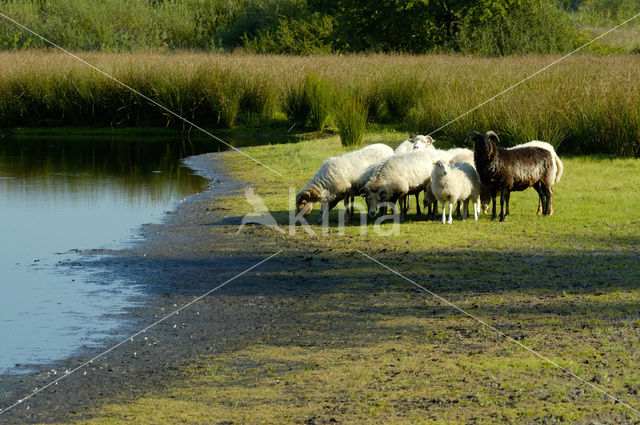 Kempisch heideschaap (Ovis domesticus)