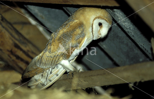 Kerkuil (Tyto alba)