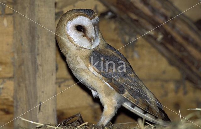 Barn Owl (Tyto alba)